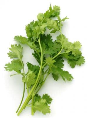 カットした、イタリアンパセリ、NiCoLi✩様、 カットした、イタリアンパセリ、NiCoLi✩様、